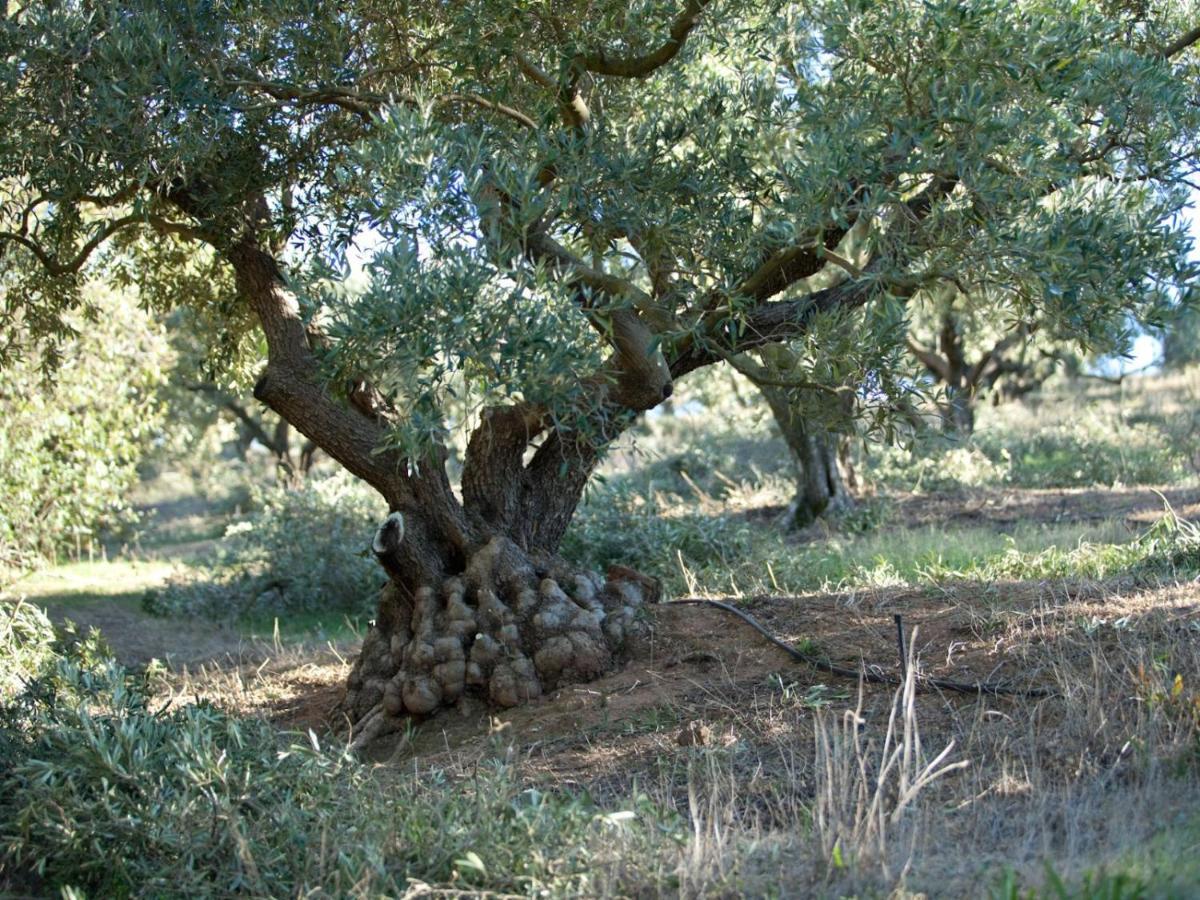 פארל Retreat At Waterfall Valley מראה חיצוני תמונה